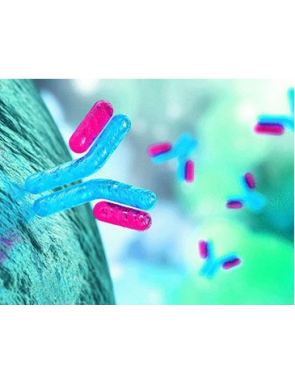 Galectin-3 clone GAL3-3B8