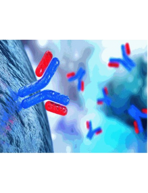 Cytokeratine HMW clone 34BE12