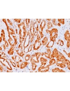 Galectin-3 clone GAL3-3B8