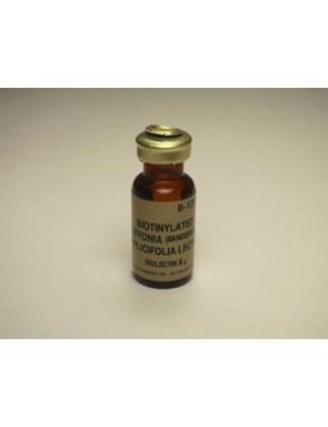 GSL I - isolectin B4 Biotine