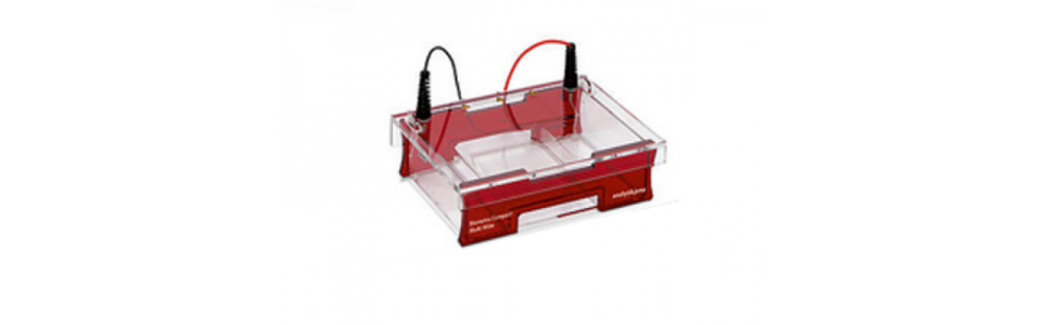 Electrophorèses en gel d'agarose