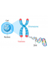 Extraction ADN/ARN