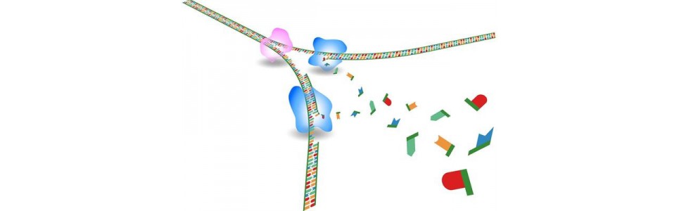 ADN polymérases
