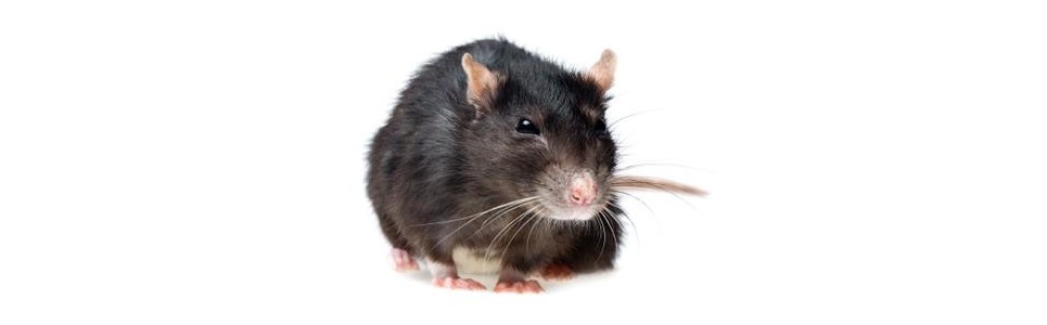 Protéines rat
