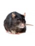 Dosage protéines rat